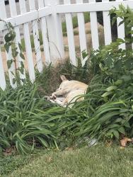 Found/Stray Unknown Dog last seen Kosciusko and Winnebago, St. Louis, MO 63118