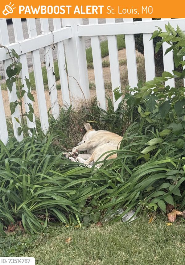 Found/Stray Unknown Dog last seen Kosciusko and Winnebago, St. Louis, MO 63118