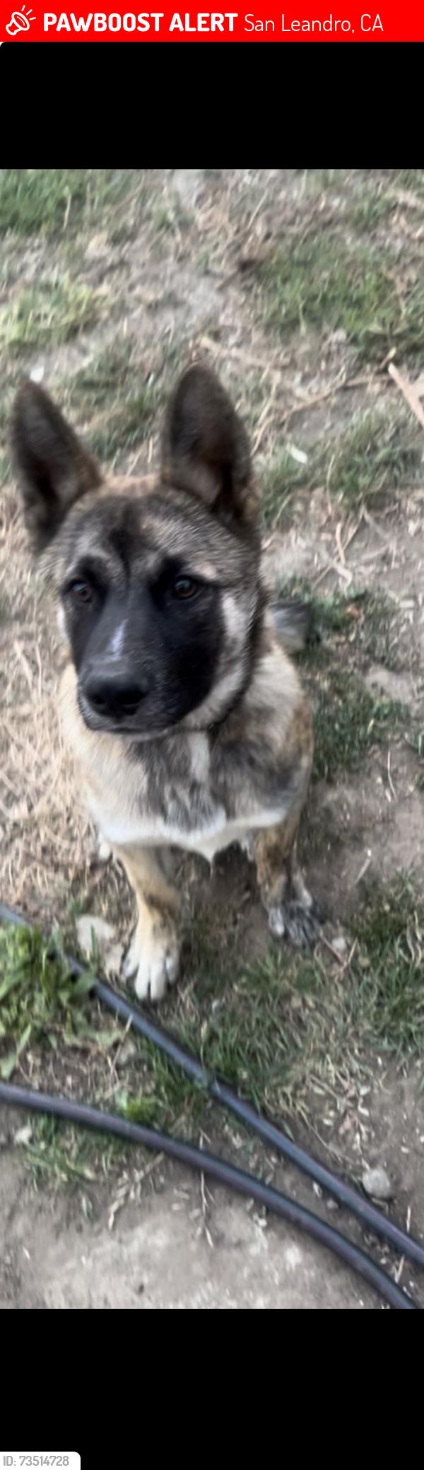 Lost Male Dog last seen Farnsworth st, San Leandro, CA 94579