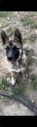 Lost Male Dog last seen Farnsworth st, San Leandro, CA 94579