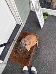 Reunited Female Dog last seen Perry and stafford, Plainfield, IN 46168