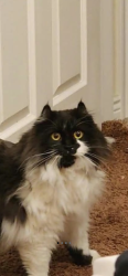 Reunited Male Cat last seen Near s 4800 w, West Jordan, UT 84081