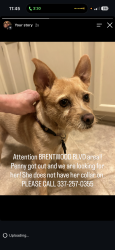 Reunited Female Dog last seen Brentwood Blvd area, Lafayette, LA 70503