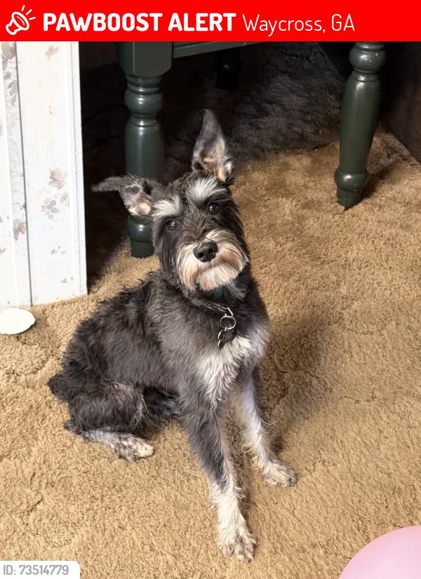 Lost Male Dog last seen Dean dr, richmond ave, atlantic ave area, Waycross, GA 31501