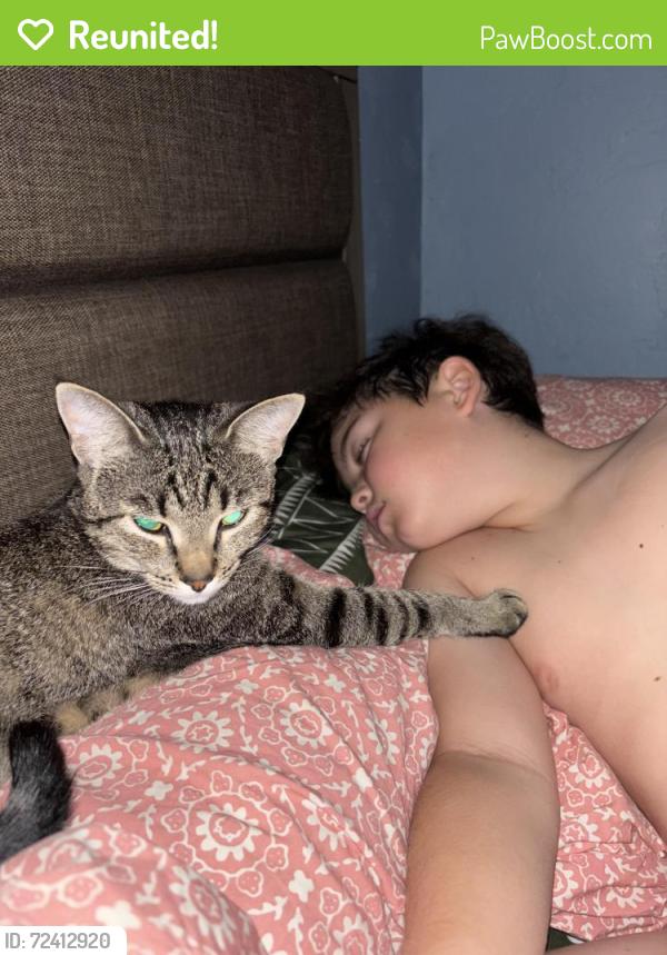 Reunited Female Cat last seen Linden Park Broadway/Columbus, Tucson, AZ 85711