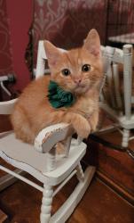 Shelter Stray Female Cat last seen Near W 175 N, West Point, UT 84015, USA, 1422 E 600 N, Fruit Heights, UT 84037, USA