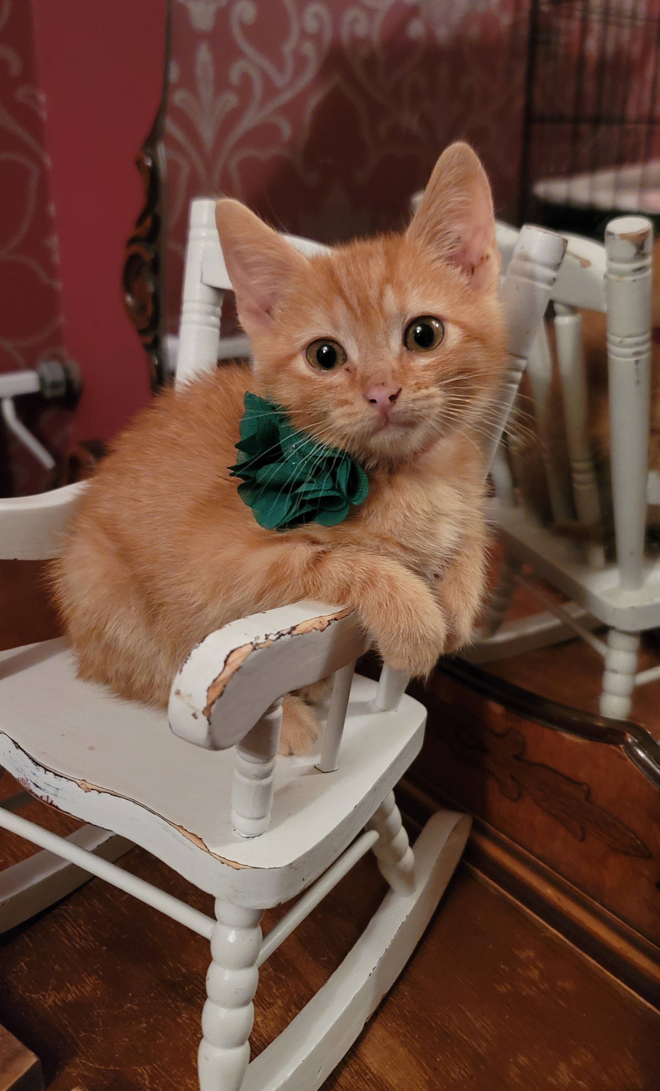 Shelter Stray Female Cat last seen Near W 175 N, West Point, UT 84015, USA, 1422 E 600 N, Fruit Heights, UT 84037, USA