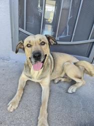 Found/Stray Female Dog last seen Villa Ave and Palm, Highland, CA 92346
