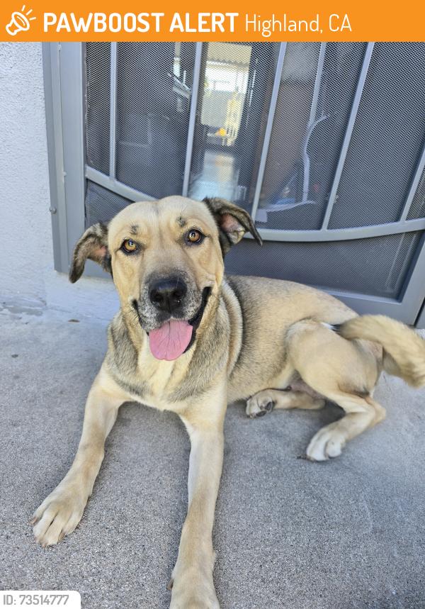 Found/Stray Female Dog last seen Villa Ave and Palm, Highland, CA 92346