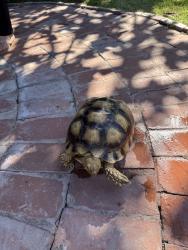 Lost Unknown Reptile last seen Cedarvale st. Norwalk, Norwalk, CA 90650