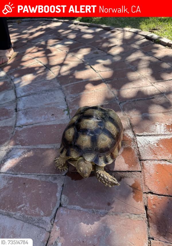 Lost Unknown Reptile last seen Cedarvale st. Norwalk, Norwalk, CA 90650