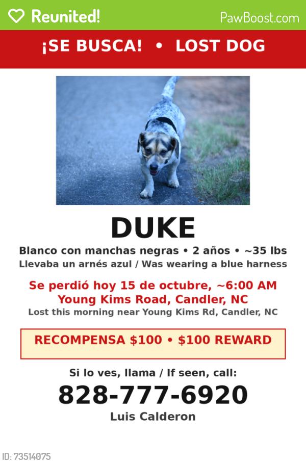 Reunited Male Dog last seen Smoky park highway, Candler, NC 28715