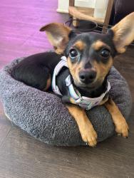 Reunited Female Dog last seen Mount Olympus, Los Angeles, CA 90046