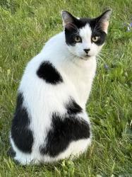 Reunited Male Cat last seen Ferndale/Hazel Park, south of 9 mile, Ferndale, MI 48220