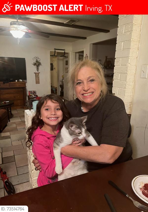 Lost Female Cat last seen West 6th st and Elaine, Irving, TX 75060