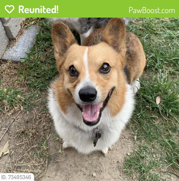 Reunited Male Dog last seen Stuebner Hollow, Houston, TX 77068