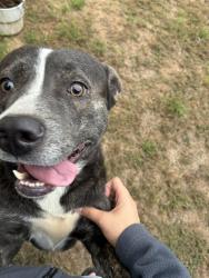 Found/Stray Male Dog last seen Hwy 46, Seguin, TX 78155