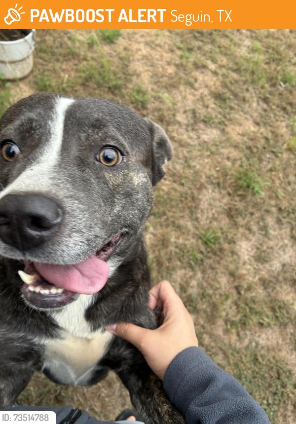 Found/Stray Male Dog last seen Hwy 46, Seguin, TX 78155
