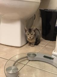 Found/Stray Unknown Cat last seen Guilbeau Gardens, San Antonio, TX 78254