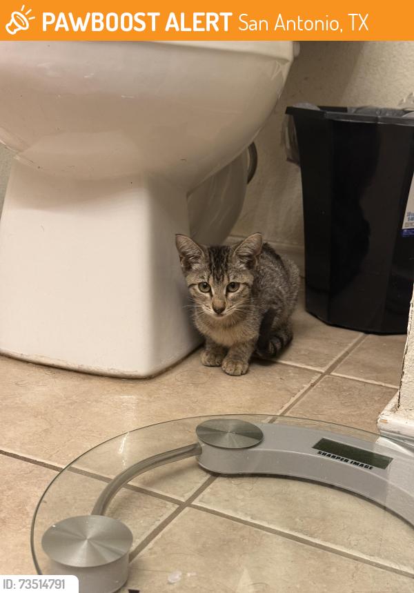 Found/Stray Unknown Cat last seen Guilbeau Gardens, San Antonio, TX 78254