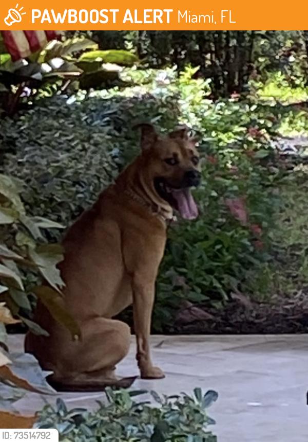 Found/Stray Male Dog last seen SW 94th Ave and Kendall, Miami, FL 33173