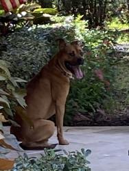 Found/Stray Male Dog last seen SW 94th Ave and Kendall, Miami, FL 33173