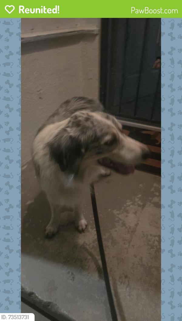 Reunited Male Dog last seen Bloomdale St. and Fernley Dr, Duarte, CA 91010