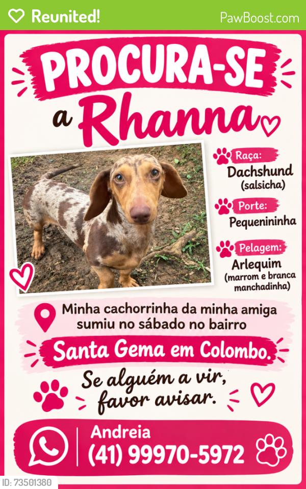 Reunited Female Dog last seen Última casa da rua do pesque pague, Santa Gema, PR 83407-200