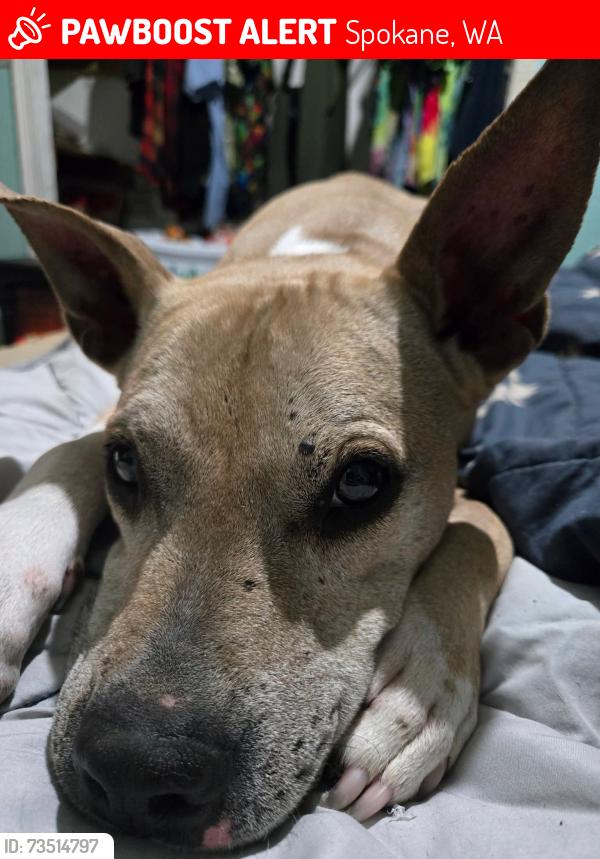Lost Male Dog last seen Division and Empire, Spokane, WA 99207