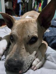 Lost Male Dog last seen Division and Empire, Spokane, WA 99207