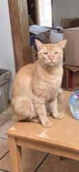 Lost Male Cat last seen Oleander dr and Violet dr in the Parks of Tolar, Tolar, TX 76476