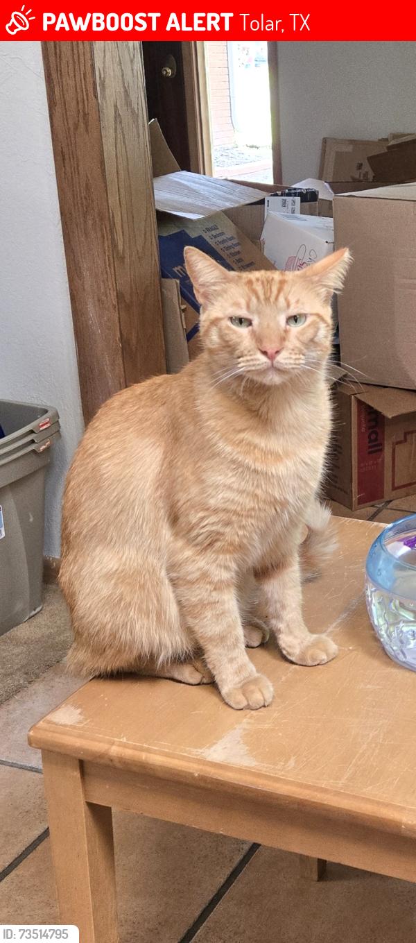 Lost Male Cat last seen Oleander dr and Violet dr in the Parks of Tolar, Tolar, TX 76476