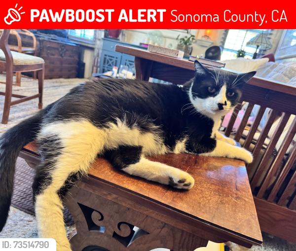 Lost Male Cat last seen Highlands, Sonoma County, CA 95476