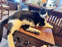 Lost Male Cat last seen Highlands, Sonoma County, CA 95476