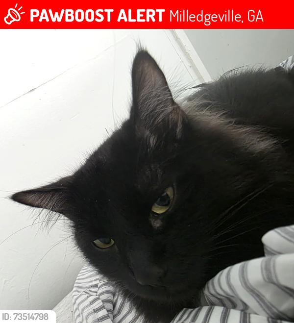 Lost Female Cat last seen Near ivey dr sw, Milledgeville, GA 31061