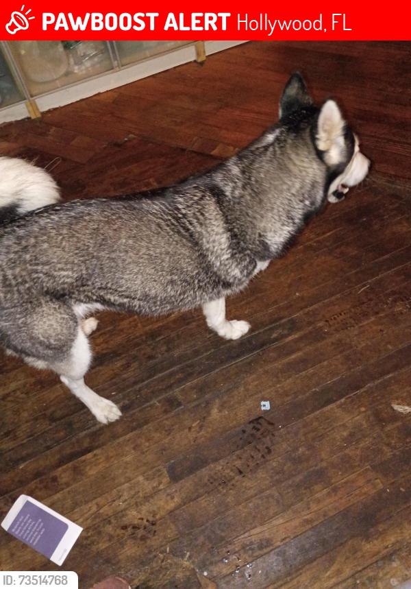 Lost Female Dog last seen Monroe street and Dixie, Hollywood, FL 33020