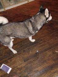 Lost Female Dog last seen Monroe street and Dixie, Hollywood, FL 33020