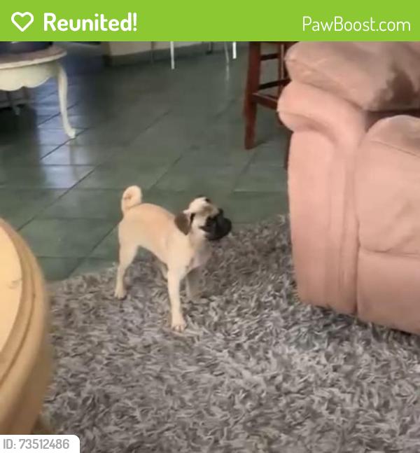Reunited Female Dog last seen Julian 9-10, San Luis, AZ 85349
