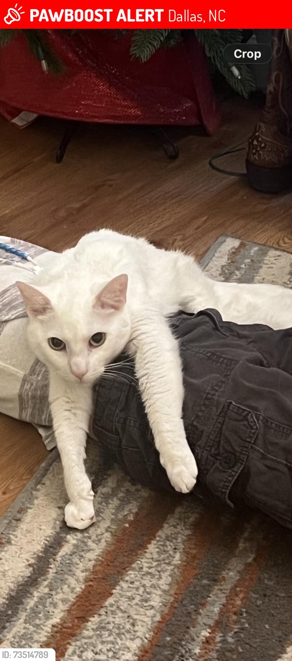 Lost Male Cat last seen Dallas Stanley Hwy & Jacob Martin Rd, Dallas, NC 28034