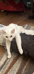 Lost Male Cat last seen Dallas Stanley Hwy & Jacob Martin Rd, Dallas, NC 28034