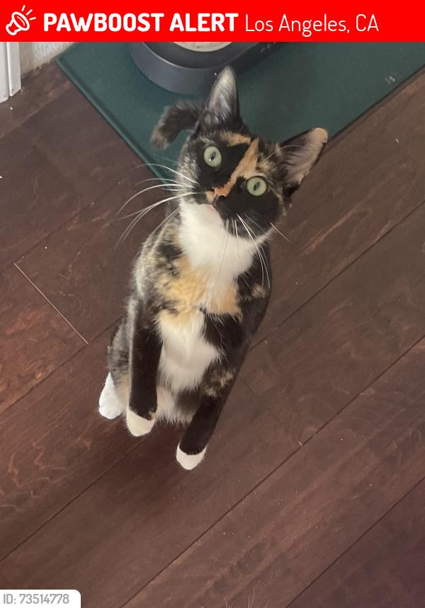 Lost Female Cat last seen 11th St between Elden and Magnolia Ave, Los Angeles, CA 90006