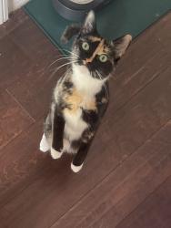 Lost Female Cat last seen 11th St between Elden and Magnolia Ave, Los Angeles, CA 90006