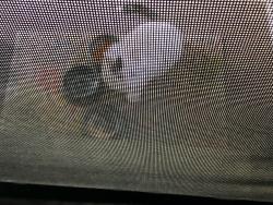 Lost Male Cat last seen Dorset Drive Brooklyn Hts area, Brooklyn Heights, OH 44131