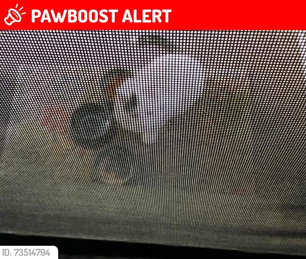 Lost Male Cat last seen Dorset Drive Brooklyn Hts area, Brooklyn Heights, OH 44131