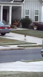 Found/Stray Female Dog last seen Creekside landing subdivision, Dallas, GA 30132