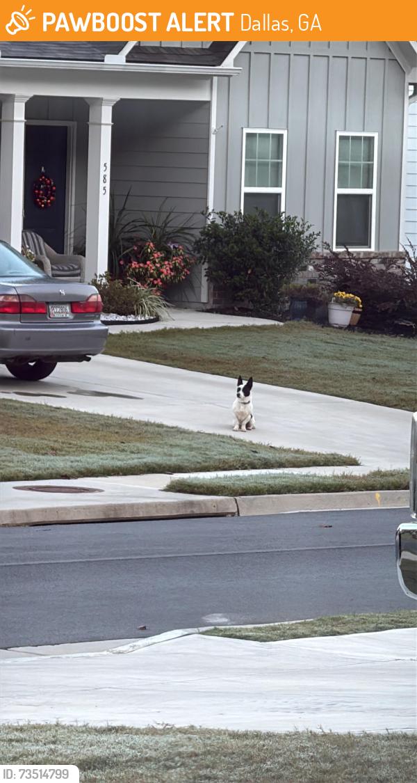 Found/Stray Female Dog last seen Creekside landing subdivision, Dallas, GA 30132