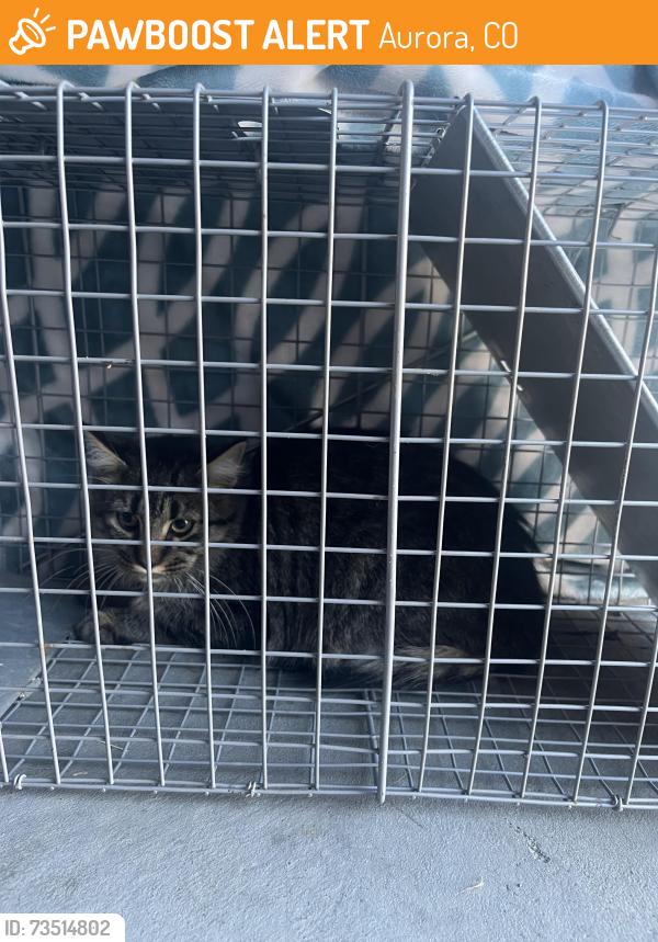 Found/Stray Unknown Cat last seen Arapahoe and Smokey Hill Roads, Aurora, CO 80016