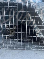 Found/Stray Unknown Cat last seen Arapahoe and Smokey Hill Roads, Aurora, CO 80016