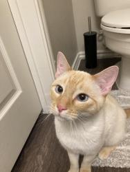 Reunited Unknown Cat last seen Reserve at White Rock s by White Rock lake and Garland rd, Dallas, TX 75218
