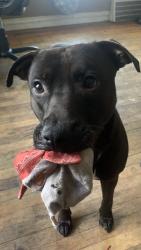 Reunited Male Dog last seen Penn street, Inkster, MI 48141